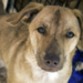 Thumbnail for December 2 is National Mutt Day!